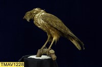 藏品(東方蜂鷹)的圖片